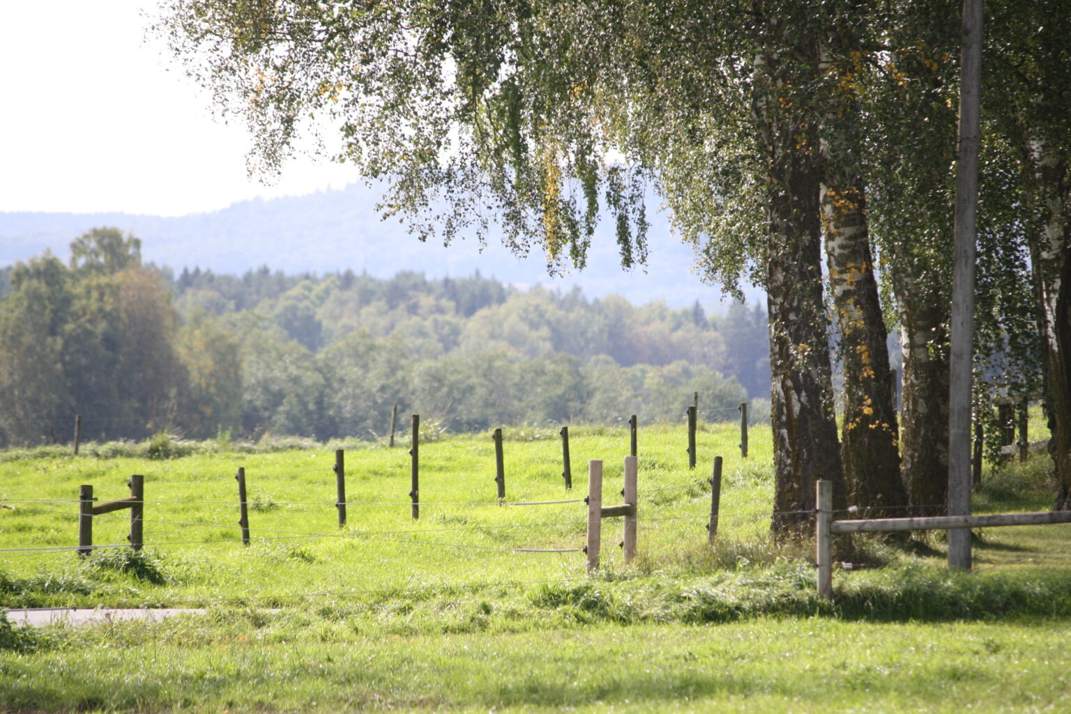 grön-betesmark-natur