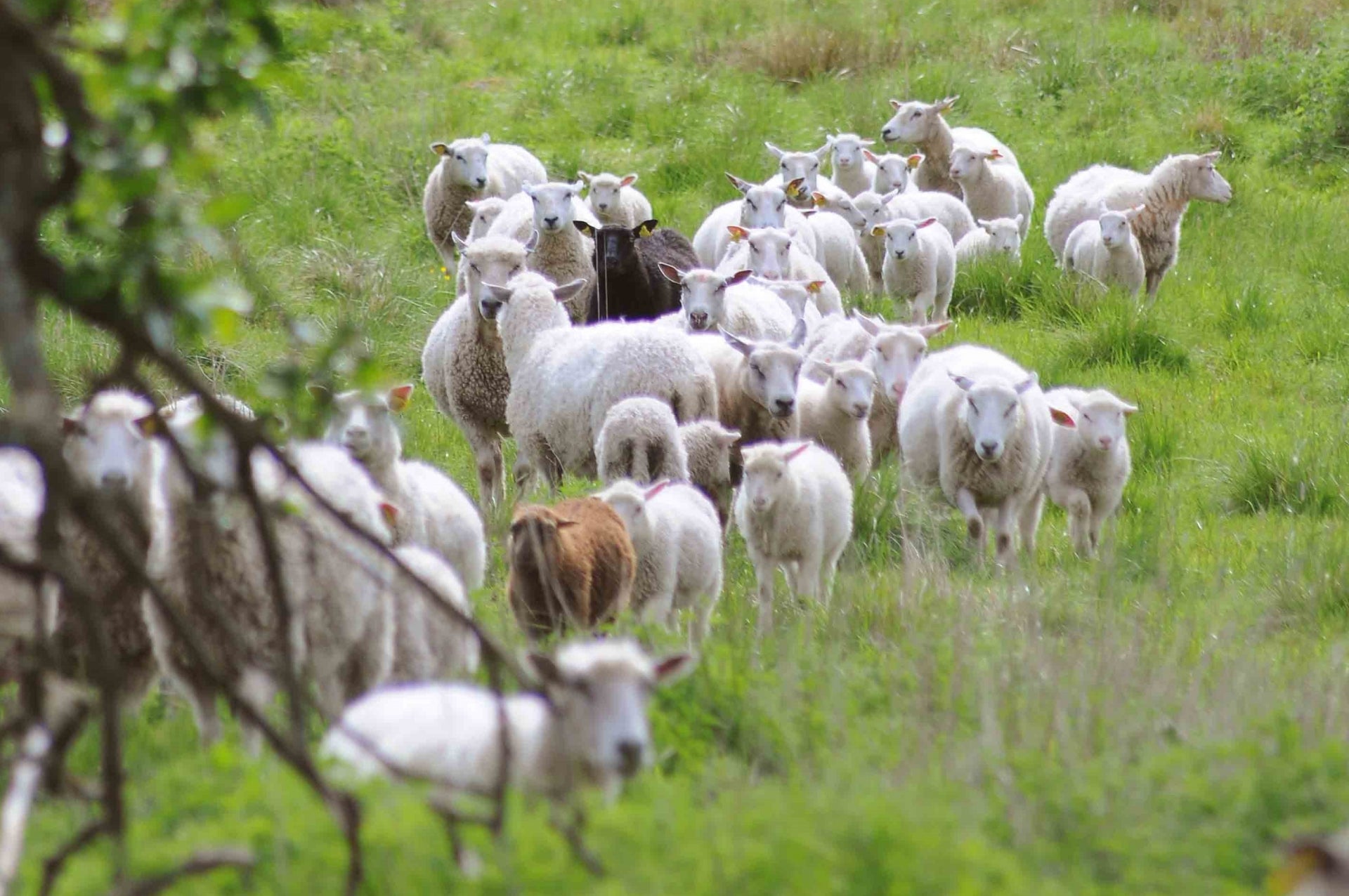 gräsbetande-lamm-skara