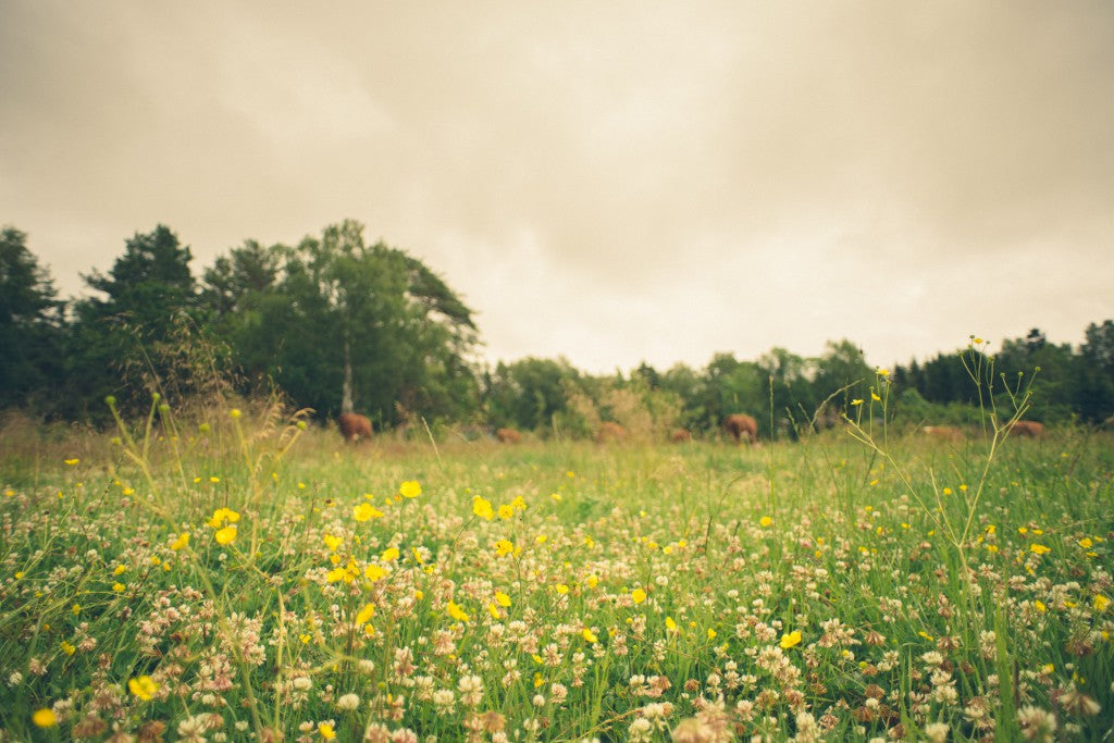 djuromsorg-betesmark-blommor-sommar